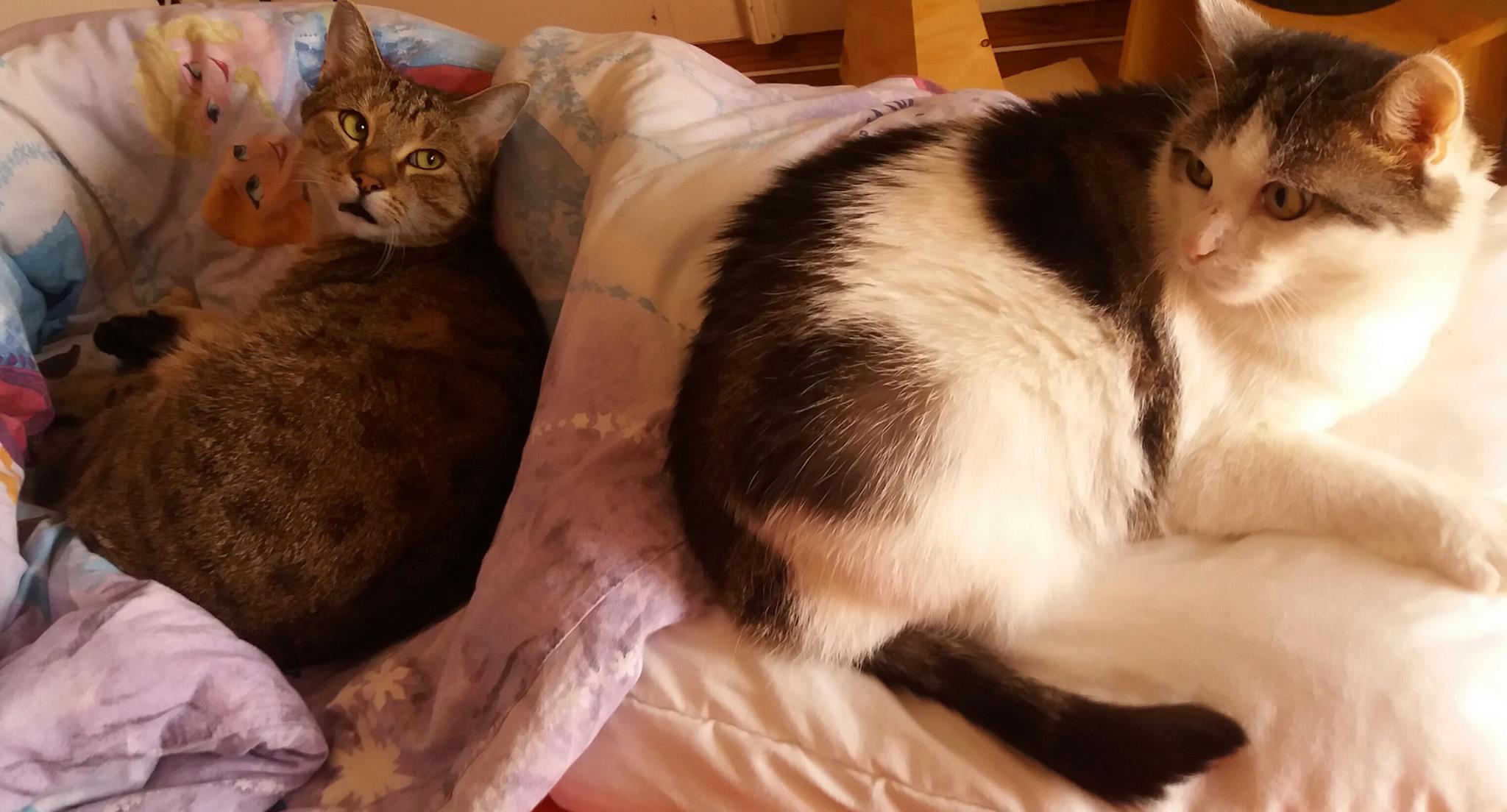 Bild von Flauschi